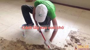 cách tẩy keo con chó