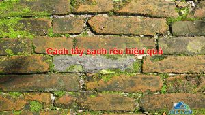 cách tẩy sạch rêu mốc