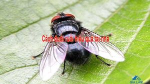 cách đuổi ruồi hiệu quả tại nhà