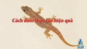 cách đuổi thằn lằn hiệu quả